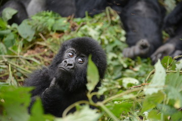 Gorillababy beim Spielen