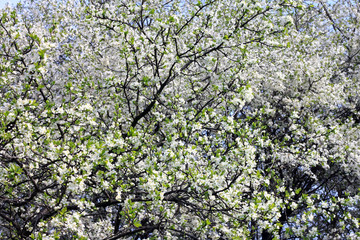 Fototapeta na wymiar Spring blossom background. Springtime. Beautiful white spring flowers on tree.