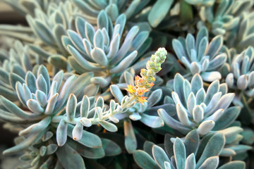 Echeveria Plant Flowering