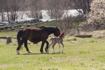 Caballos libre, Pirineos Aragones, España 