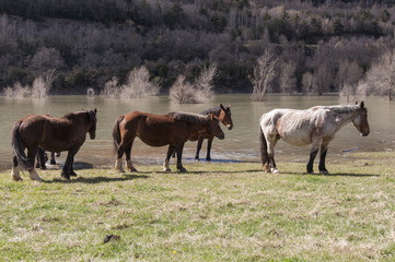 Caballos libre, Pirineos Aragones, España 