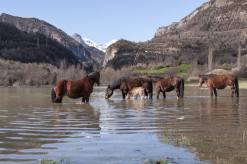 Caballos libre, Pirineos Aragones, España 