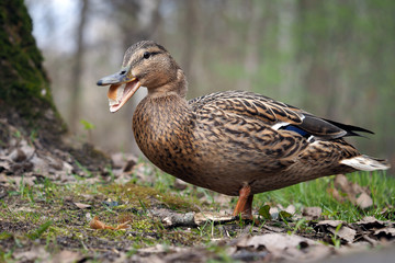 Funny duck in the forest. Spring. Portrait of duck with bread in its beak
