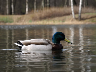Duck duck swims along the shore