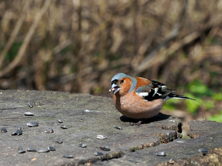 Finch on a tree stump in the park. Beautiful brown bird with blue. Chaffinch eating seeds