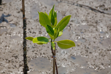 At low tide the mangrove forests.