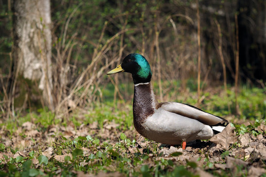 Duck drake walks in the woods. Spring