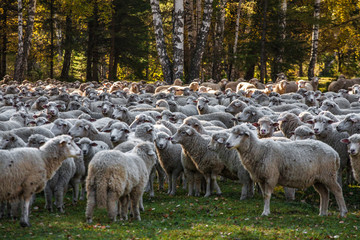 herd of funny cute sheep grazing near green forest
