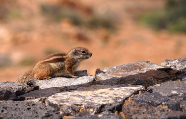 Atlashörnchen auf dem Weg nach oben