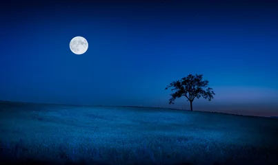 Keuken spatwand met foto Moon over a meadow © Maciej Czekajewski