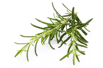 Rosemary twig on the isolated white background.