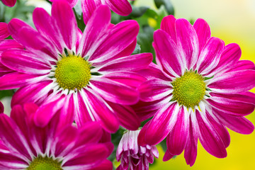 Pink chrysanthemum  on yellow backgrounds.