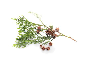 conifer tree branch isolated on white