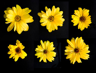 set of 6 yellow gerbera flowers on a black background