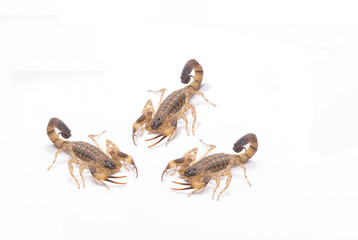 Brown scorpion on white background