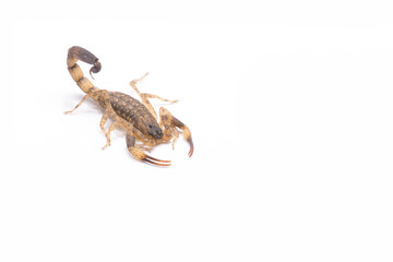 Brown scorpion on white background