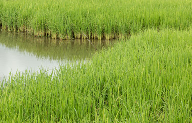 Rice field