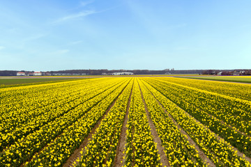 Yellow flower field blossoming in the Netherlands