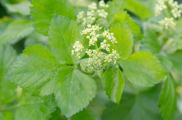 Alexanders (Smyrnium olusatrum) flowers and leaves. Pungent plant in the family Apiaceae, with pale green and white flowers