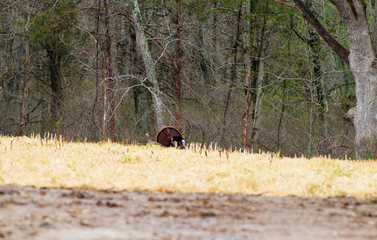 Wild Turkeys During Mating Season