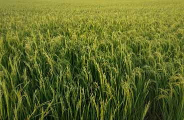 rice plant in rice field