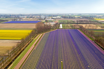 Aerial from tulip fields in the countryside from the Netherlands
