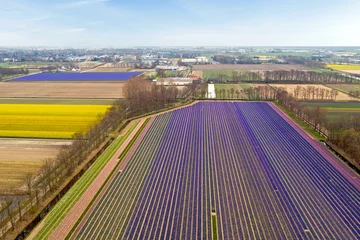 Crédence de cuisine en verre imprimé Tulipe Aerial from tulip fields in the countryside from the Netherlands