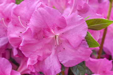 pink rhododendron flower