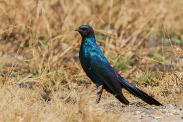 Burchell's glossy-starling (Lamprotornis australis), Kruger Park, South Africa