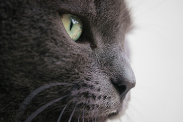 gray cat portrait close up photo, shallow focus