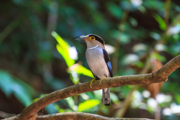 colorful bird Silver-breasted broadbil