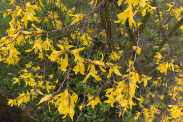 yellow flowers of forsythia