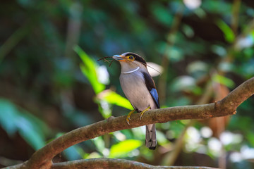 colorful bird Silver-breasted broadbil