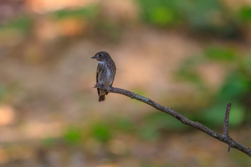 Dark-sided Flycatcher (Muscicapa sibirica), standing on a branch