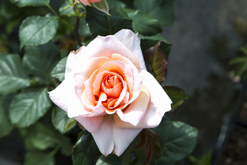 rosa color pastel y hojas verdes