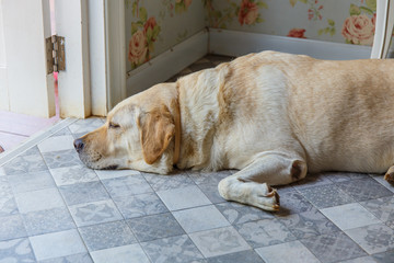 dog is sleeping beside the  door.