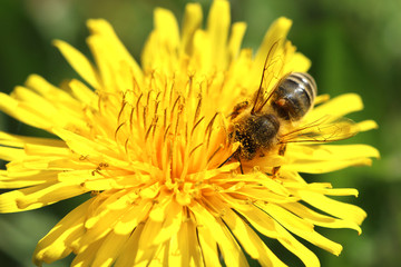 Honigbiene mit Varroamilbe
