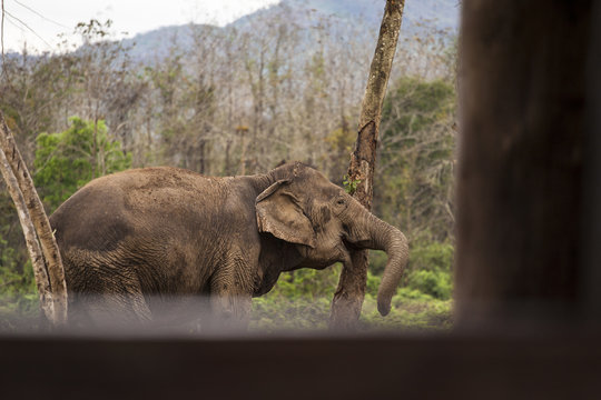 Framed elephant in captivity. Jungle background
