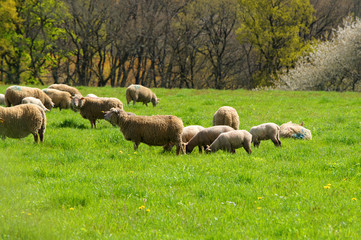 troupeau de moutons, brebis et agneaux