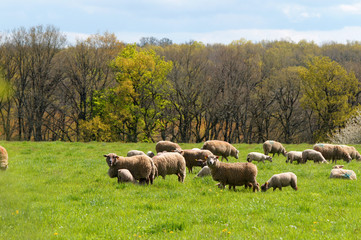 Fototapeta premium troupeau de moutons, brebis et agneaux