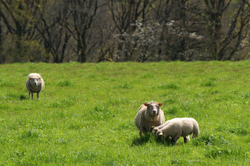 Fototapeta premium Mouton aux aguets et agneaux