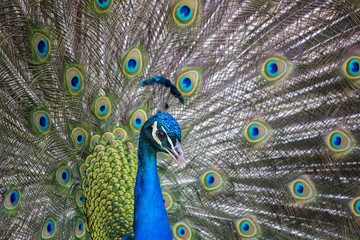 Obraz premium Peacock (Pavo cristatus) with feathers spread out