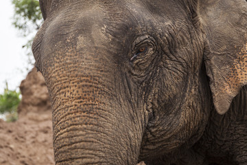 Fototapeta premium Asian elephant close up portrait