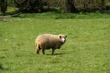 Obraz premium mouton aux aguets