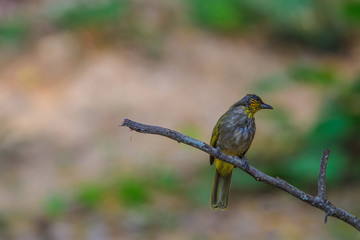 Stripe-throated Bulbul Bird, standing on a branch in nature
