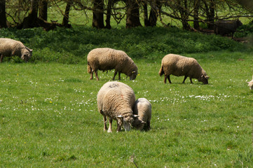 groupe de moutons
