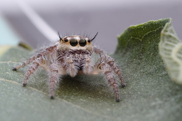 Spider jumping OLYMPUS DIGITAL CAMERA