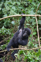 Gorillababy beim Spielen
