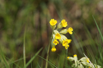 Corydale jaune