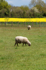 Mouton avec un champs de colza en arrière plan